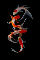 Koi fish isolated on black background with clipping path