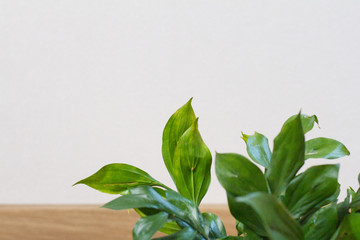 texture with leaves. texture, white background.  flat lay a natural leaf on a wooden background, the background of nature. Fresh green leaves frame the tree. Natural background. the view from the top.