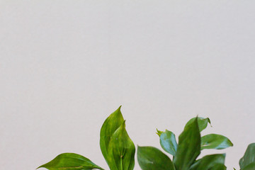 texture with leaves. texture, white background.  flat lay a natural leaf on a wooden background, the background of nature. Fresh green leaves frame the tree. Natural background. the view from the top.