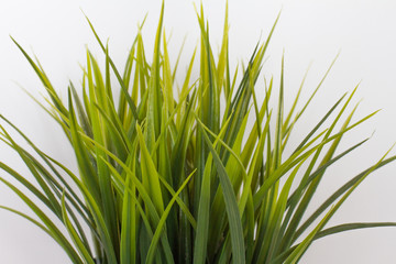 texture with leaves. texture, white background.  flat lay a natural leaf on a wooden background, the background of nature. Fresh green leaves frame the tree. Natural background. the view from the top.