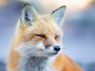 Red fox (Vulpes vulpes) portrait side view closeup in winter in Algonquin Park, Canada