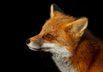Red fox (Vulpes vulpes) portrait closeup in winter in Algonquin Park, Canada