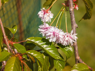 Pink cherry flowers, Prunus serrulata P. ‘kanzan’ blooming at Roihuvuori Cherry tree park in Helsinki, close up with selective focus