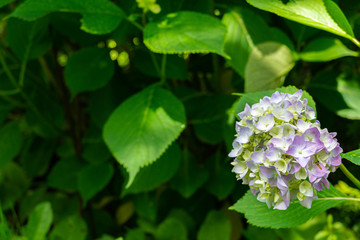 Large inflorescences of hydrangea are pale purple on blurry green background of evergreen garden. Selective focus. Close-up. Lyrics and calm. Nature concept for design. There is place for text.