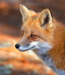 Red fox (Vulpes vulpes) side view closeup in winter in Algonquin Park, Canada