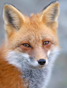 Red fox (Vulpes vulpes) portrait closeup in winter in Algonquin Park, Canada