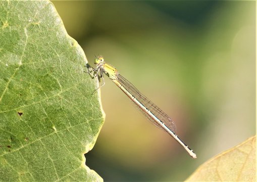micro photo of green dragonfly in rainforest