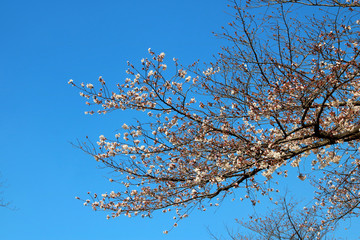 Obraz premium Cherry Blossom 4