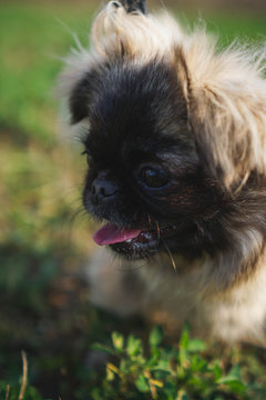 portraid dog pekingese  on grass