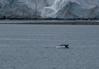 Fototapeta premium A pod of humpback whales feeding on the shores of Greenwich Island, South Shetand Islands, Antartica