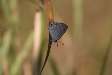 Obraz premium butterfly in nature, rainforest