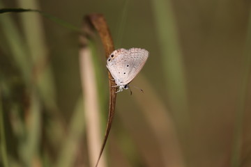 butterfly on the desert