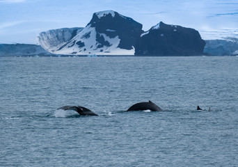 A pod of humpback whales feeding on the shores of Greenwich Island, South Shetand Islands, Antartica
