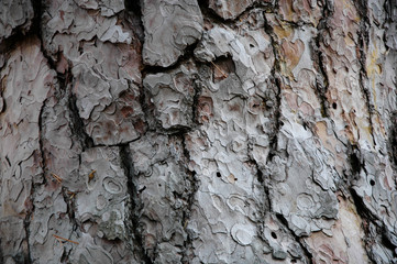 Wood Texture