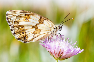 brown butterfly on a flower