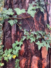 green ivy growing up tree