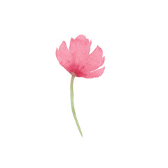 Pink poppy, spring flower, Summer Design, Beauty Background Decoration Watercolor Aquarelle