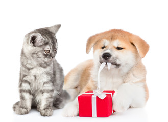 Cat looks at akita inu puppy who is untying a gift box ribbon. isolated on white background