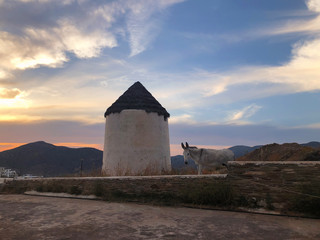 Donkey and windmill at sunset time at Ios town, Ios island, Greece