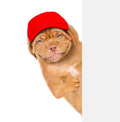 Smiling dog wearing a red cap behind empty white banner. isolated on white background