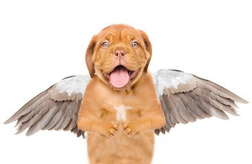 Obraz premium Dog like an angel with wings. Isolated on white background