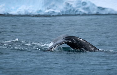 Fototapeta premium A pod of humpback whales feeding on the shores of Greenwich Island, South Shetand Islands, Antartica