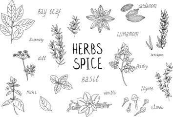 Herbs and spices sketch set. Hand drawn. Can be used for menu, cafe, bar, poster, wrapping paper, banner, product packaging, branding, cards. Handwritten signature.
