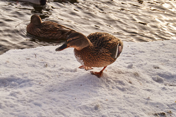 ducks floating on the river in the city