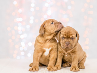 Two lovely mastiff puppies sit together on festive background. Empty space for text