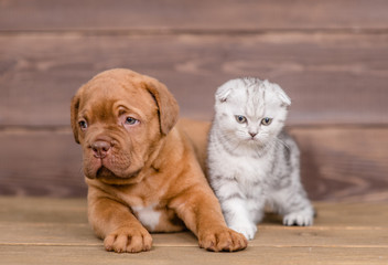 Mastiff puppy lies with kitten on wooden background