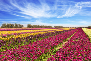 Flowers are planted with stripes