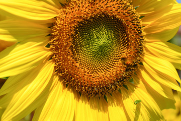 little bee flying in sunflower fild, beautiful flower blooming in nature garden