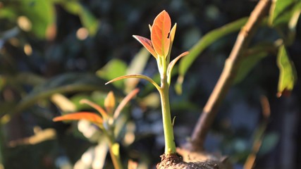 Avocado seedlings growing in the morning sunshine