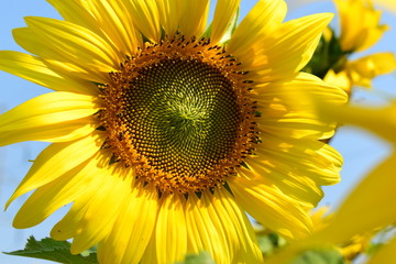 Obraz premium beautiful flower, sunflower blossom blooming in morning