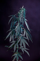 Thematic photos of hemp and marijuana Green leaf