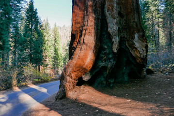 southwest USA, Sequoia and Kings Canyon National Park California