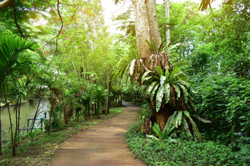 pathway in green nature of public park of walking relaxation