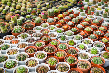 Miniature cactus pot decorate in the garden - various types beautiful cactus market or cactus farm