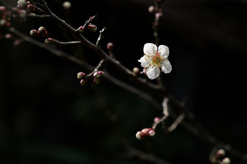 梅の花