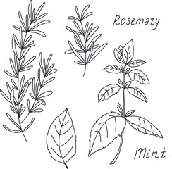 Herbs and spices sketch set. Rosemary and mint hand draw illustration.  Can be used for menu, cafe, bar, poster, wrapping paper, banner, food blog, wedding invitations, product packaging, branding.