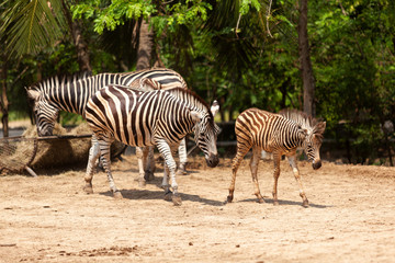 Fototapeta na wymiar Three zebras are on the farm as a family.
