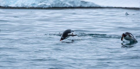 Fototapeta premium Gentoo penguin merrily porpoising in the Southern Ocean near Greenwich Island, South Shetland Islands, Antarctica