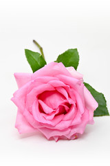 Fototapeta na wymiar beautiful pink rose flower blossom bud isolated on white background