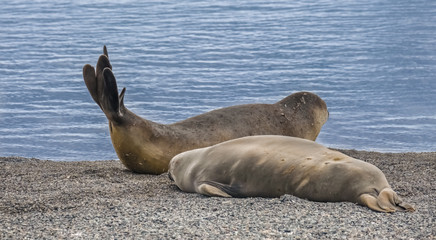 Fototapeta premium Elephant seals taking a nap on a beach at Yankee Harbour, Greenwich Island, South Shetland Islands, Antarctica