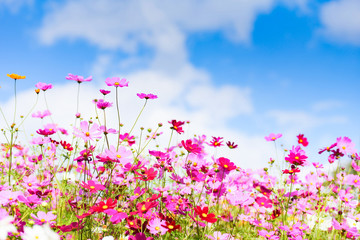Obraz na płótnie Canvas colorful pink flowers cosmos in the garden on fresh bright blue sky background - beautiful cosmos flower in nature
