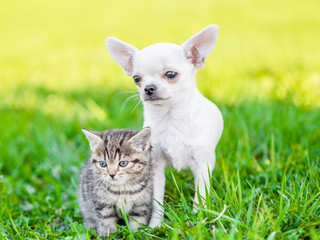 Chihuahua puppy and tabby kitten sit together on green summer grass and look away