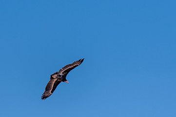 A White-headed vulture -Trigonoceps occipitalis- circling over Etosha National Park, Namibia.