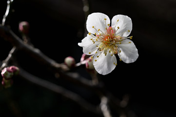 梅の花
