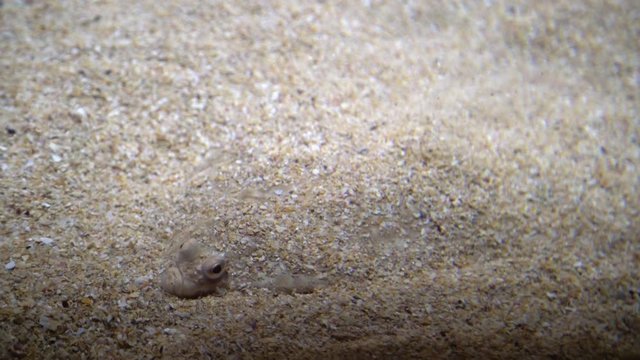 Flatfish - Pleuronectidae. Flat fish laying under the sand on the sea bottom, camouflage on the ocean floor.