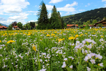 Blumenwiese